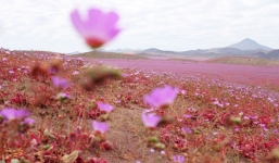 Cận cảnh cánh đồng hoa đẹp hút hồn hồi sinh ở sa mạc khô cằn nhất thế giới