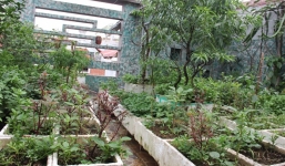 Đại gia Hà Nội mất tiền triệu vì rau sạch