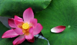 Lá sen, hoa sen và những công dụng bất ngờ đối với sức khỏe