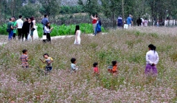 Hoa Tam giác mạch bị du khách quần nát, khi vừa ngắm xong