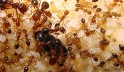 Mẹo vặt hiệu quả bất ngờ: Đuổi kiến không cần dùng hóa chất