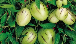 Bà nội trợ Hà thành săn dưa lạ trưng Tết