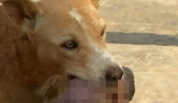 Chú chó ngoạm bé sơ sinh bị mẹ bỏ rơi tìm người cứu giúp thành công