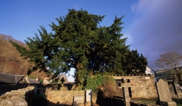 Cây cổ thụ 3.000 năm tuổi bất ngờ chuyển giới