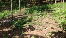 Thanh niên ép bé gái 13 tuổi uống rượu rồi hại đời