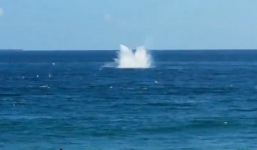 Video: Máy bay trình diễn lao thẳng xuống biển, phi công thiệt mạng