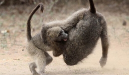 Trận quyết chiến kịch tính giành bạn tình của khỉ đầu chó