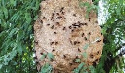 Tử vong do chạy trốn ong vò vẽ