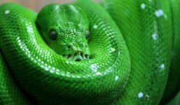 Video: Trăn xanh dài 2m trong nhà tắm hung dữ dọa người