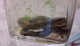 Bé trai 17 tuổi cắn chết một con rắn cực độc