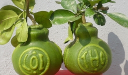 Xem bưởi giá tiền triệu dành cho ngày tết