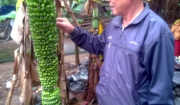 Buồng chuối kỳ lạ trổ 150 nải ở Quảng Bình