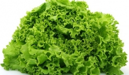 Cải xoăn và lợi ích đối với sức khỏe