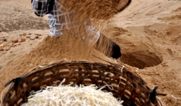 Cánh đồng giá sạch lớn nhất miền Trung sản xuất 10 tấn/ngày