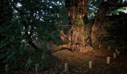 Bất ngờ cây cổ thụ nghìn năm tuổi bỗng dưng đổi giới tính