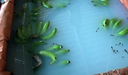 Cơ sở dùng thuốc diệt cỏ để ngâm chuối bị phạt 6,4 triệu đồng