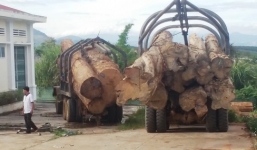 Bắt vụ vận chuyển gỗ lậu lớn nhất từ trước tới nay