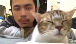 Chú mèo lim dim, gật gù ‘phiêu linh’ theo điệu nhạc