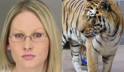 Muốn vuốt ve hổ trong đêm Halloween, người phụ nữ bị cắn nát tay