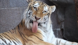 Người phụ nữ bị cắn nát tay vì vuốt ve hổ khi say xỉn