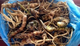 Săn tam thất rừng 3kg giá 100 triệu biếu sếp