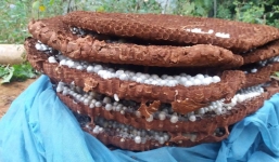 Thương lái Trung Quốc lại đổ xô “săn” ong đất