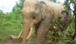Voi Bản Đôn hoảng loạn vì voi rừng tấn công liên tiếp