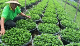 Bình Định: được mùa mưa, mất mùa hoa Tết