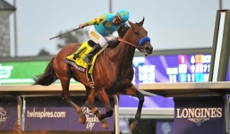 Chú ngựa kiếm hàng chục tỷ đồng mỗi năm