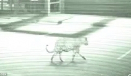 Bất ngờ phát hiện báo đốm đi dạo quanh trung tâm mua sắm