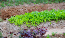 Cận cảnh “vườn” rau xanh mướt dưới chân đường sắt trên cao