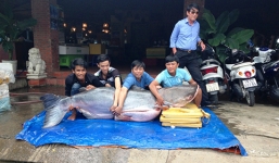 Đưa cá tra dầu nặng 200kg, dài 2m từ Campuchia về TP HCM