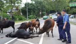 Video: Đàn bò cố thủ canh xác đồng loại bị xe ô tô đâm chết gây xúc động