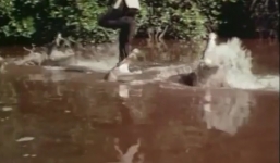 Cư dân mạng tròn mắt với màn đùa giỡn trên miệng cá sấu