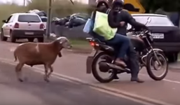 Chú dê hung hăng tấn công người ngay trên đường