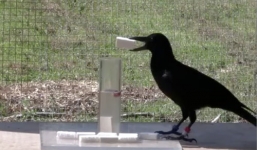 Ngạc nhiên trước sự thông minh của loài quạ