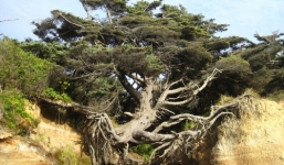 'Quái cây' cổ thụ 100 tuổi sống trên vách đá dựng đứng