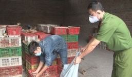 Quảng Ninh: Phát hiện 7 nghìn con gia cầm nhập lậu từ Trung Quốc 