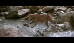 Video: Chú gấu thoát khỏi nanh vuốt sư tử ngoạn mục