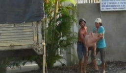 Xe tải bất ngờ lật nhào, đàn heo náo loạn quốc lộ