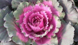 Bí đội nón, cải hoa hồng 'hút' bà nội trợ Việt