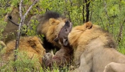 Sư tử cắn chết linh cẩu con để thị uy, linh cẩu mẹ thất thần