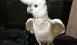 Video: Hài hước với hình ảnh chú vẹt mào nhảy điệu Gangnam Style