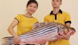 Cận cảnh cá Hô khủng được vận chuyển bằng máy bay về Hà Nội