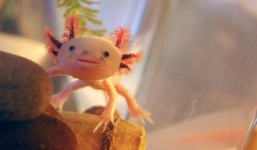 Cận cảnh 'cá đi bộ' có khuôn mặt giống người 