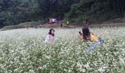 Chiêm ngưỡng hoa tam giác mạch trắng ở Lạng Sơn