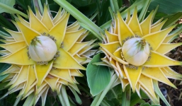 Cận cảnh chuối tài lộc như đóa sen 200 nghìn/hạt giống