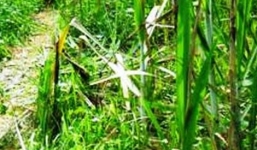 Cô giáo mầm non bị “giết hụt”: Lời khai lạnh lùng của nghi can