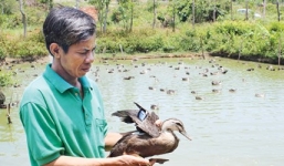Lãi 1 tỷ đồng/năm nhờ nuôi vịt trời... trên cao nguyên