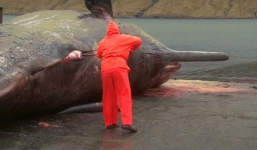 Phát hoảng những động vật tự phát nổ, nội tạng bắn ra ngoài 